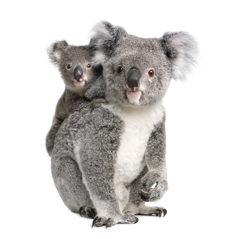 Koala PNG Transparent photo - Wallpaper - ISOLATED -  - Wild Nature  -  Png/PSD/JPG/ Free Download 