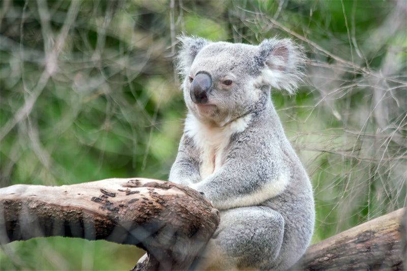 Koala Wallpaper Background - Photo - Wildlife - Png/PSD/JPG/ Free Download