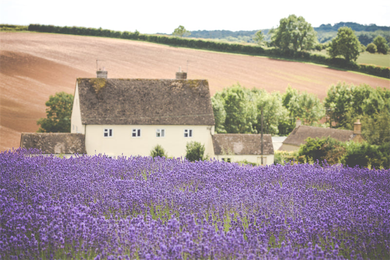 Photo Country Side Landscape - France - Blooming Violet field - valley - Png/PSD/JPG/ Free Download