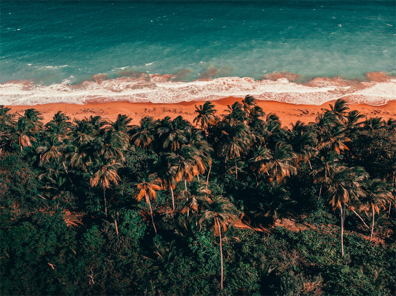 Paysage de bord de mer - Plage des Maldives avec palmiers - Plage tropicale des Caraïbes - Téléchargement gratuit en PNG/PSD/JPG