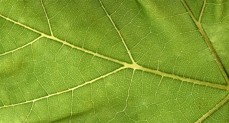 Elegant leaf vein macro texture - Photo - PSD Files - Image Free Download