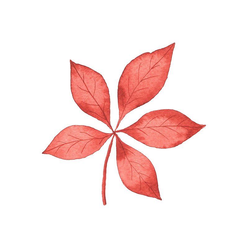 Feuille aquarelle dessinée à la main – Éléments de logo – Vecteur