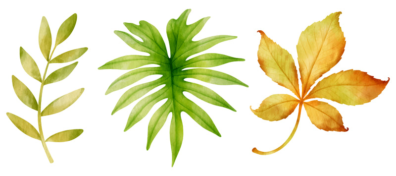 Feuille aquarelle dessinée à la main – Éléments de logo – Vecteur
