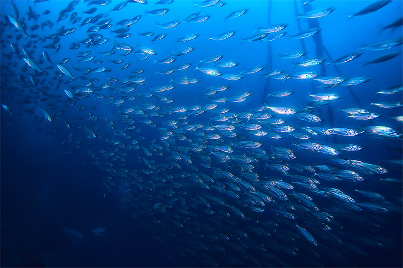 Groupe de poissons océaniens - Paysage sous-marin - Poissons océaniens du Pacifique - Téléchargement gratuit (PNG/PSD/JPG)