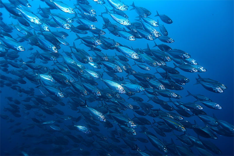 Groupe de poissons océaniens - Paysage sous-marin - Poissons océaniens du Pacifique - Téléchargement gratuit (PNG/PSD/JPG)