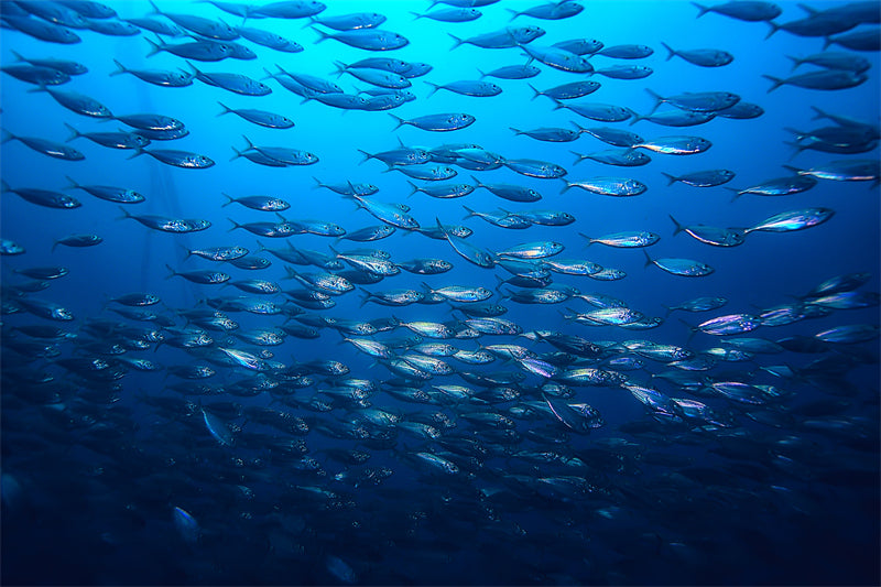 Groupe de poissons océaniens - Paysage sous-marin - Poissons océaniens du Pacifique - Téléchargement gratuit (PNG/PSD/JPG)