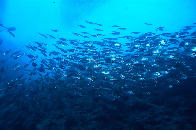 Groupe de poissons océaniens - Paysage sous-marin - Poissons océaniens du Pacifique - Téléchargement gratuit (PNG/PSD/JPG)
