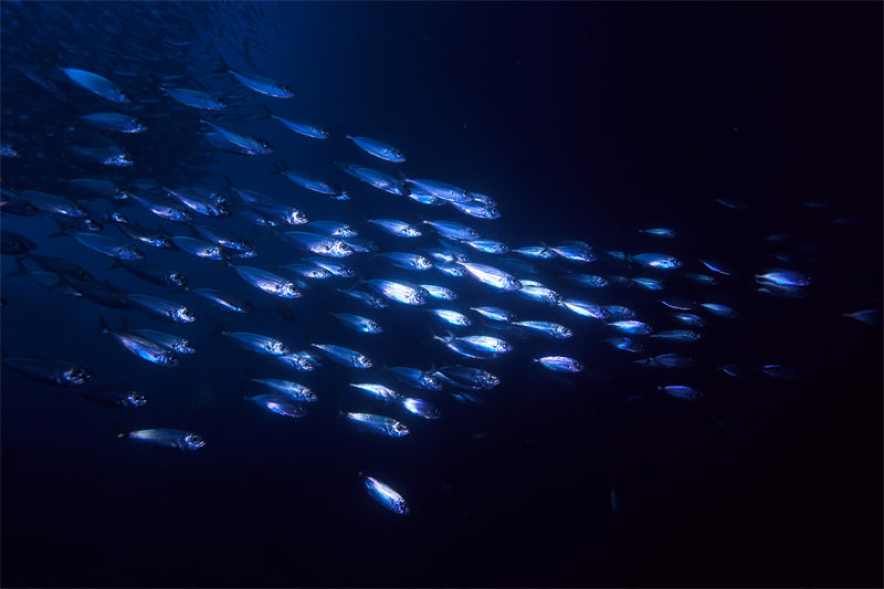 Groupe de poissons océaniens - Paysage sous-marin - Poissons océaniens du Pacifique - Téléchargement gratuit (PNG/PSD/JPG)