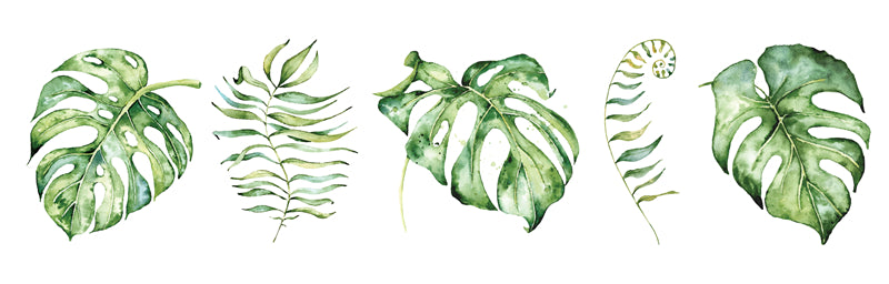 Ornamental Leaf - Monstera Leaf Elements -Foliage Plant - Illustration -Vector -Water Color Handdraw Background 
