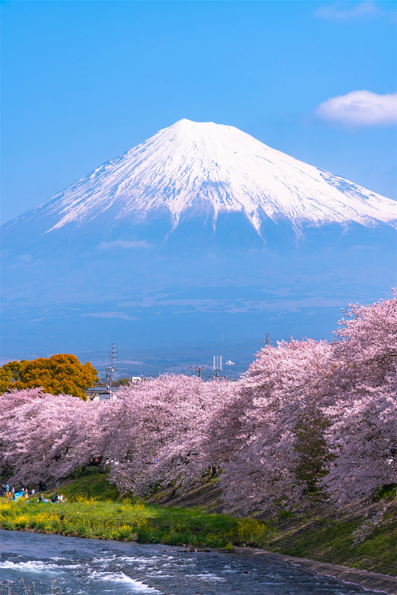 Fujiyama Mountain Wallpaper background - Photo Graphic Assets - Japan landscape - wallpaper Png/PSD/JPG/ Free Download