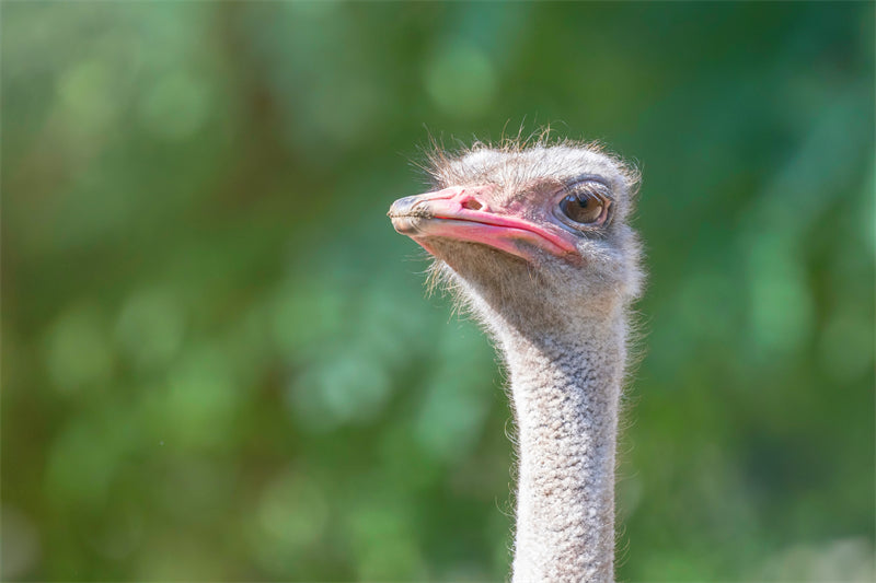 Ostrich Photo - Wallpaper closeup  -  Png/PSD/JPG/ Free Download
