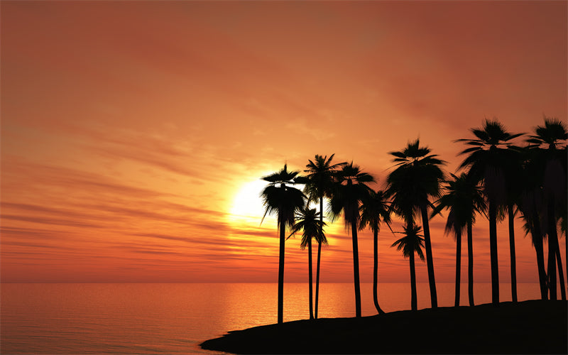 Seaside sunset at dawn - Palms tree silhouette -  Poster design background nature landscape - Png/PSD/JPG/ Free Download 
