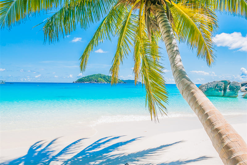 Paysage de bord de mer - Plage des Maldives avec palmiers - Plage tropicale des Caraïbes - Téléchargement gratuit en PNG/PSD/JPG