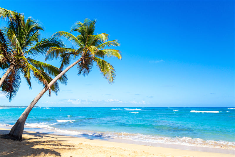 Paysage de bord de mer - Plage des Maldives avec palmiers - Plage tropicale des Caraïbes - Téléchargement gratuit en PNG/PSD/JPG