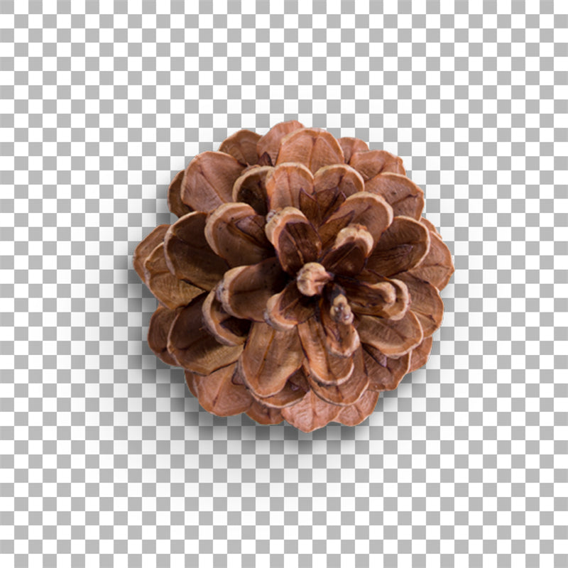 Christmas Tree Branch&Pinecone Ornaments Illustration - Vector  - Png/PSD/JPG/ Free Download