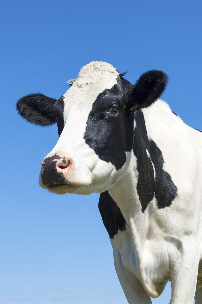 Animaux de la ferme – Vache et mouton – Campagne – Téléchargement gratuit en format PNG/PSD/JPG