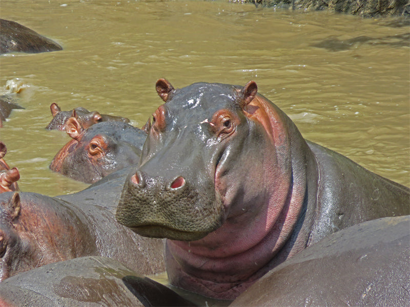 Hippo Wallpaper - Close up photo -  - ISOLATED -  - Wild Nature  -  Png/PSD/JPG/ Free Download 