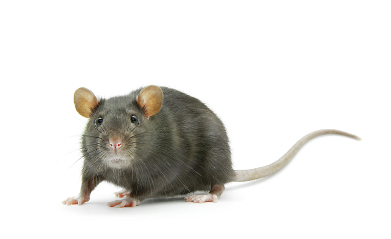 Fond d'écran Rat - Gros plan d'une souris - Téléchargement gratuit en format PNG/PSD/JPG