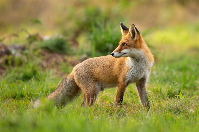 Fox Photo Bakcground - Wallpaper - Wild Nature  -  Png/PSD/JPG/ Free Download