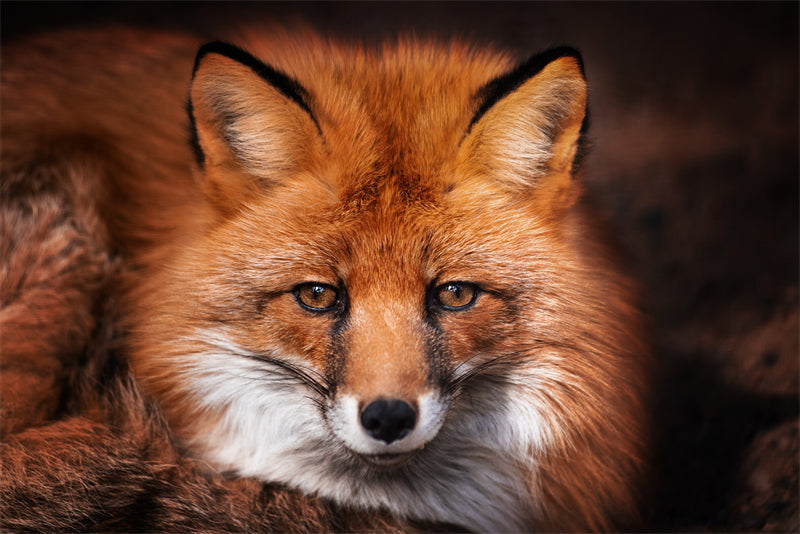 Fox Photo Bakcground - Wallpaper - Wild Nature  -  Png/PSD/JPG/ Free Download