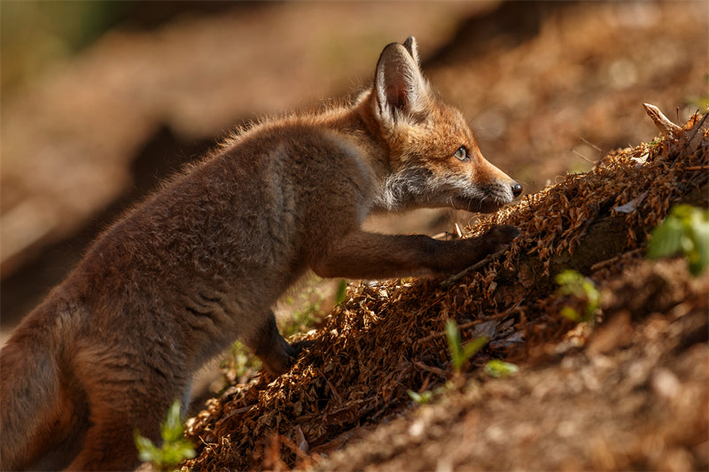 Fox Photo Bakcground - Wallpaper - Wild Nature  -  Png/PSD/JPG/ Free Download