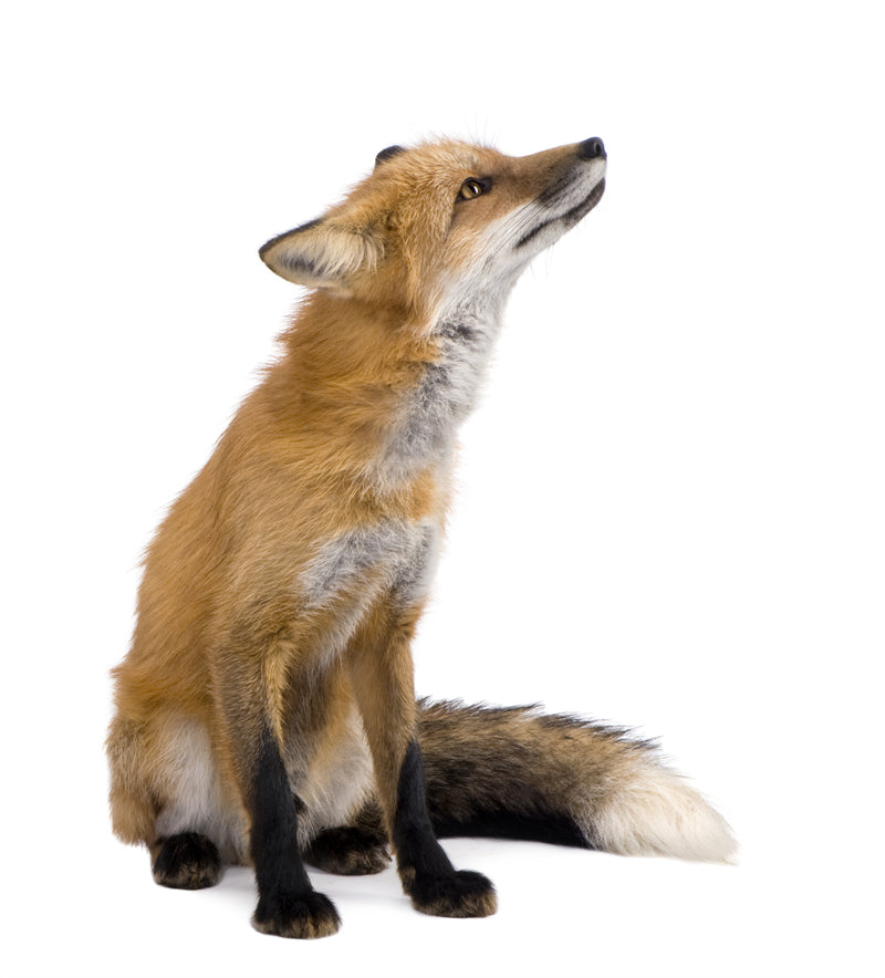 Fox Photo Bakcground - Wallpaper - Wild Nature  -  Png/PSD/JPG/ Free Download