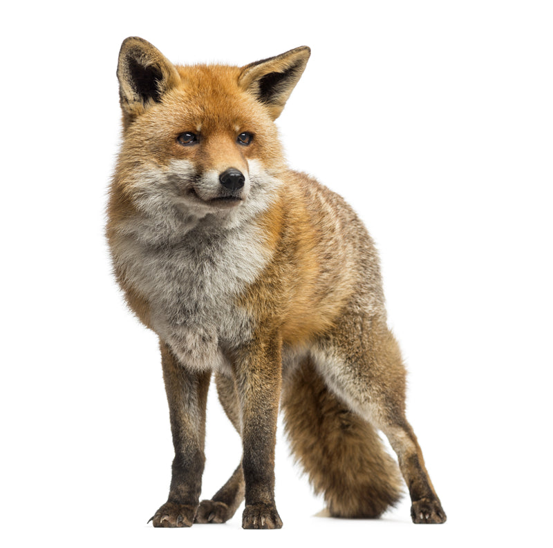 Fox Photo Bakcground - Wallpaper - Wild Nature  -  Png/PSD/JPG/ Free Download