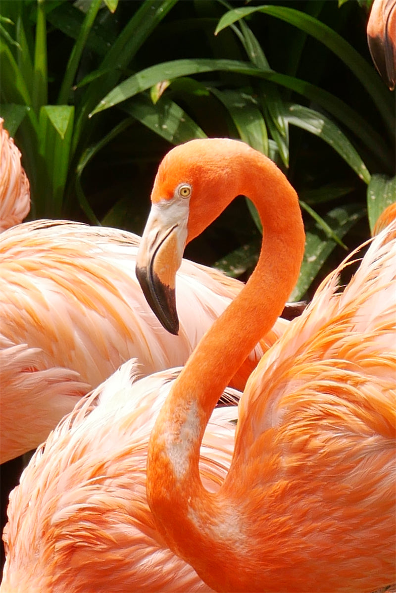 Fond d'écran photo de flamant rose - Paysage animalier avec éléphants - Téléchargement gratuit (PSD/JPG)
