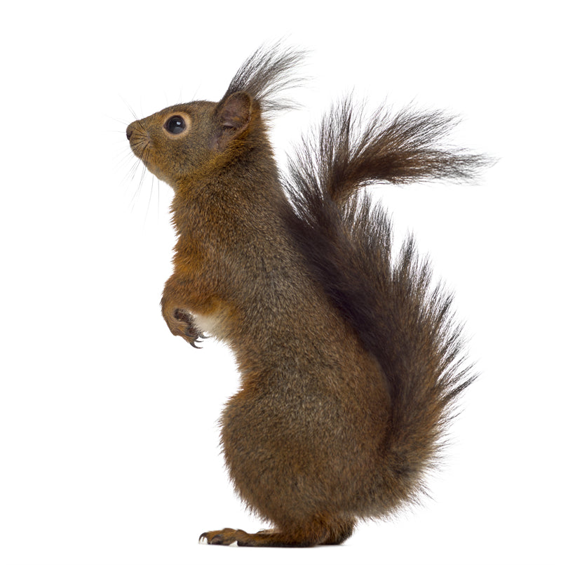 Squirrel photo- Wallpaper Background - Closeup - Portrait wildlife    -  Png/PSD/JPG/ Free Download
