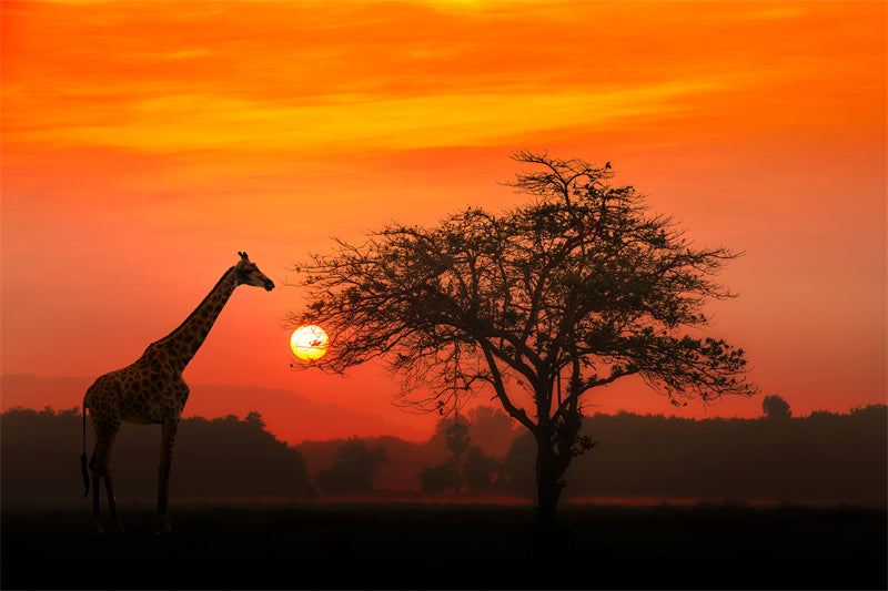Giraffe Background Photo - Wallpaper - Wildlife Elephant Landscape  PSD/JPG/ Free Download