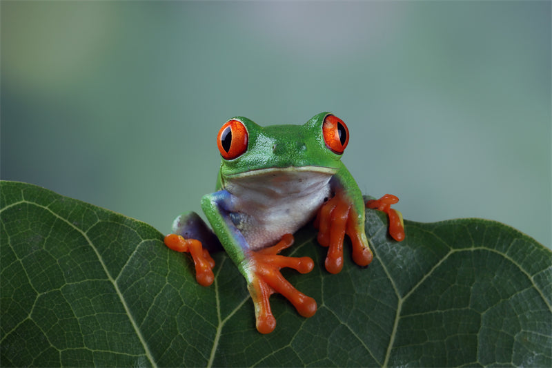 Photo de fond d'écran de grenouille dans la jungle - Paysage animalier avec éléphants - Téléchargement gratuit (PSD/JPG)