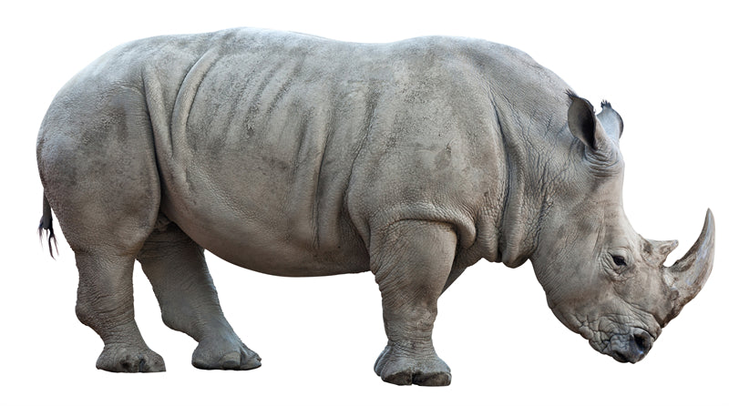 White Rhinoceros -beautiful endangered species zoo -Portrait wild    -  Png/PSD/JPG/ Free Download