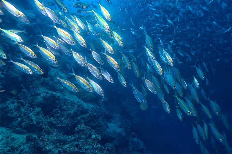 Groupe de poissons océaniens - Paysage sous-marin - Poissons océaniens du Pacifique - Téléchargement gratuit (PNG/PSD/JPG)