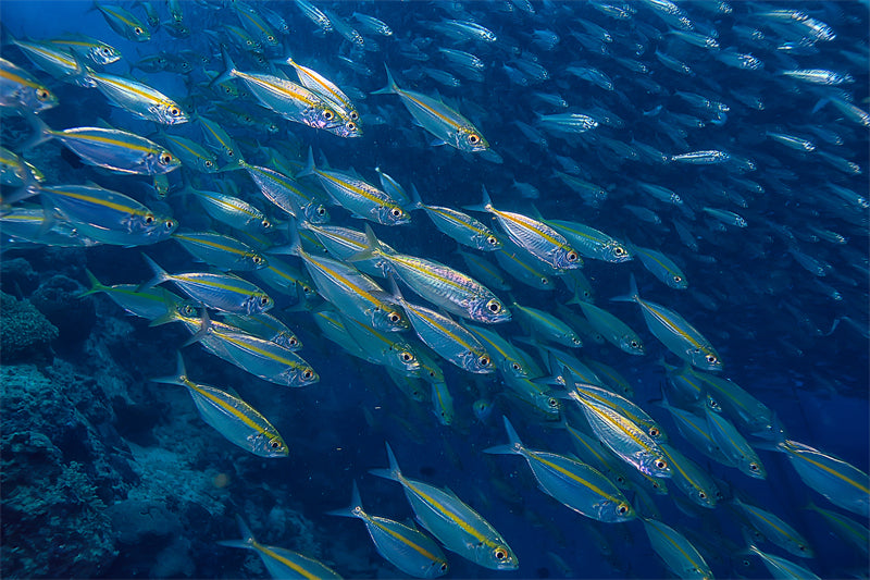 Groupe de poissons océaniens - Paysage sous-marin - Poissons océaniens du Pacifique - Téléchargement gratuit au format PNG/PSD/JPG