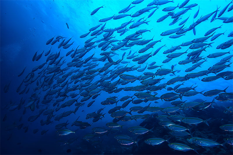 Groupe de poissons océaniens - Paysage sous-marin - Poissons océaniens du Pacifique - Téléchargement gratuit au format PNG/PSD/JPG