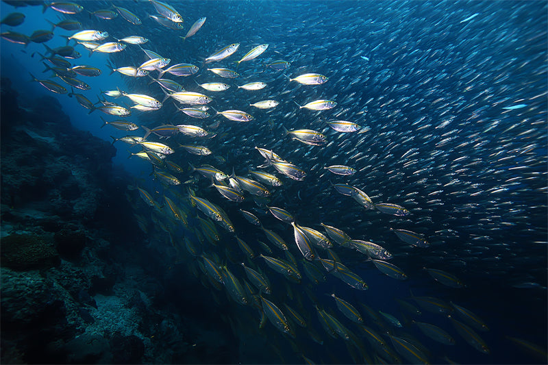 Groupe de poissons océaniens - Paysage sous-marin - Poissons océaniens du Pacifique - Téléchargement gratuit (PNG/PSD/JPG)