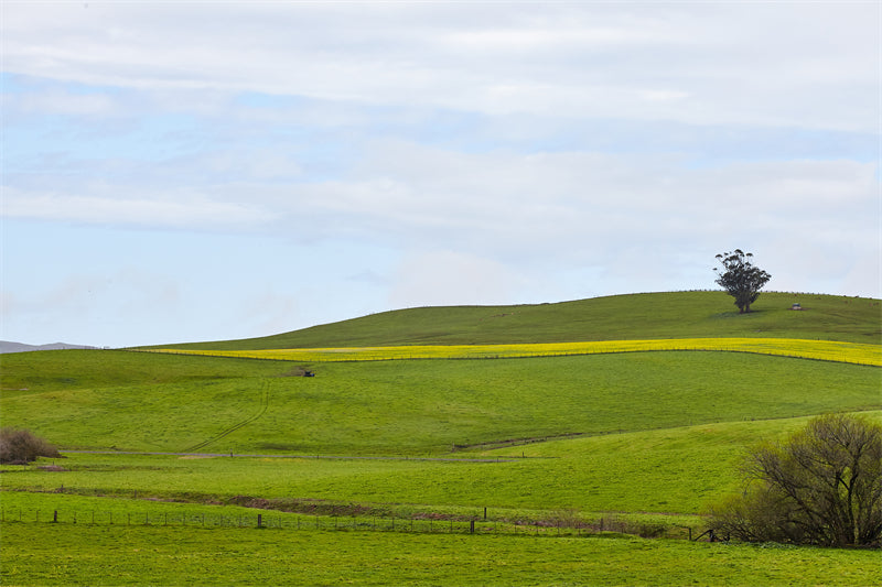 Photo Country Side Landscape - France - Blooming Violet field - valley - Png/PSD/JPG/ Free Download