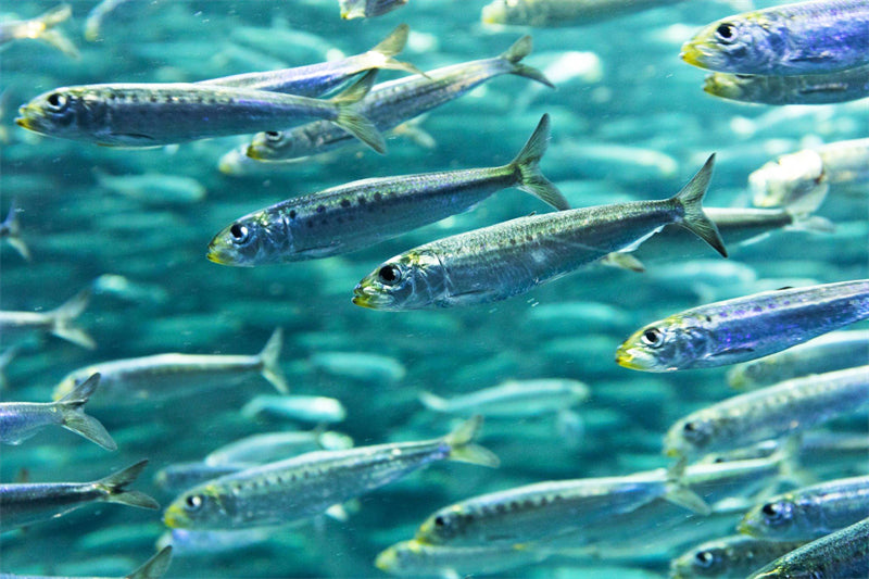 Groupe de poissons océaniens - Paysage sous-marin - Poissons océaniens du Pacifique - Téléchargement gratuit au format PNG/PSD/JPG