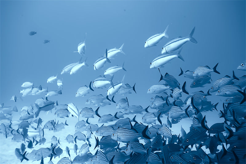 Groupe de poissons océaniens - Paysage sous-marin - Poissons océaniens du Pacifique - Téléchargement gratuit au format PNG/PSD/JPG