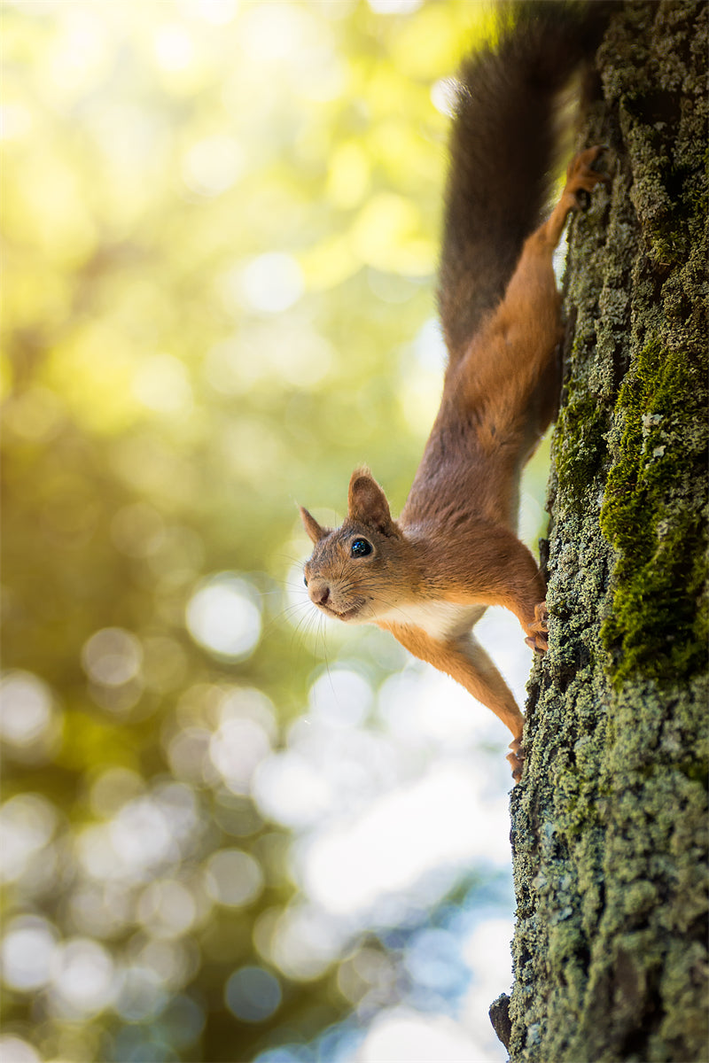 Squirrel photo- Wallpaper Background - Closeup - Portrait wildlife    -  Png/PSD/JPG/ Free Download