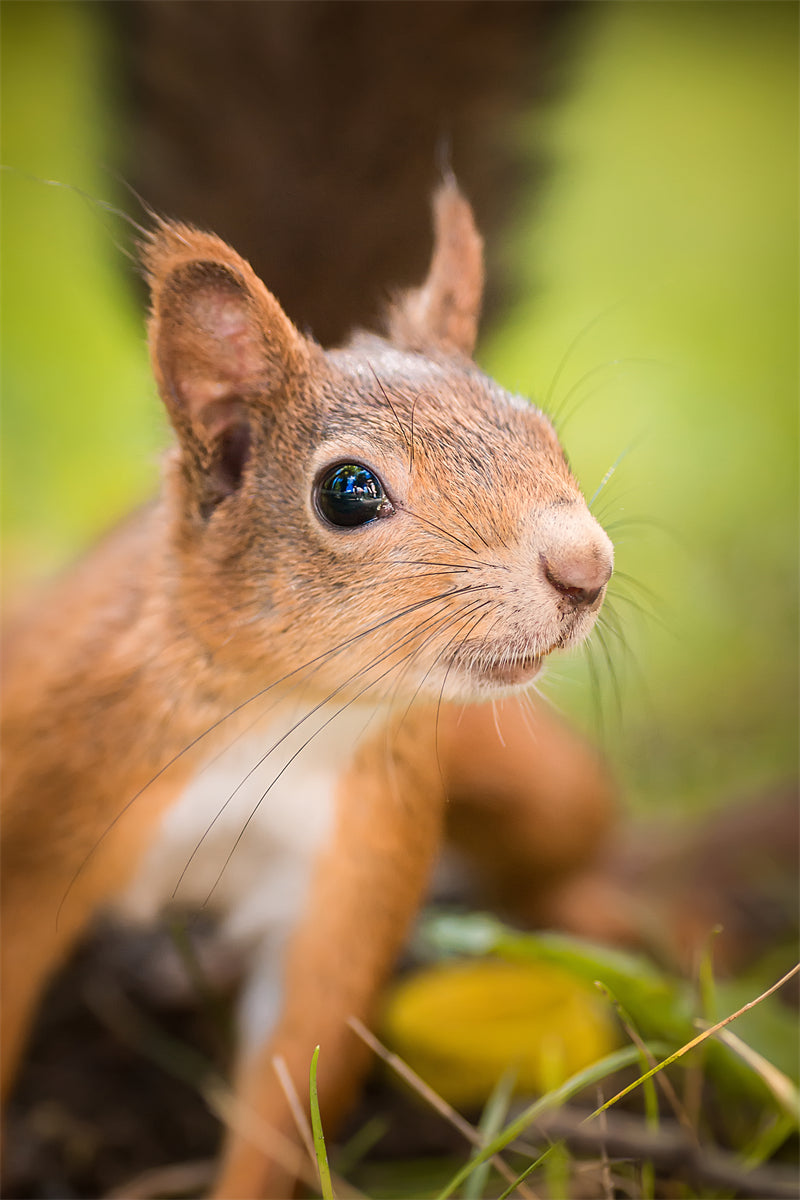 Squirrel photo- Wallpaper Background - Closeup - Portrait wildlife    -  Png/PSD/JPG/ Free Download