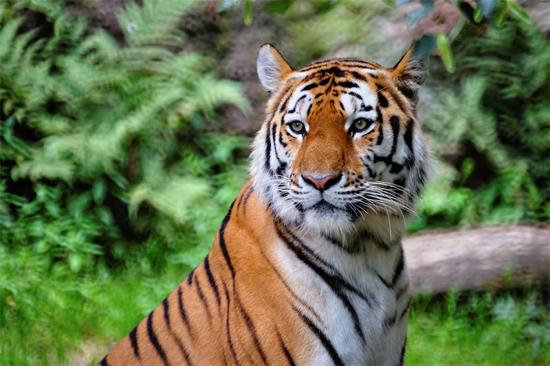 Fond d'écran Tigre - Photo d'arrière-plan - Gros plan - Portrait animalier - Téléchargement gratuit au format Png/PSD/JPG