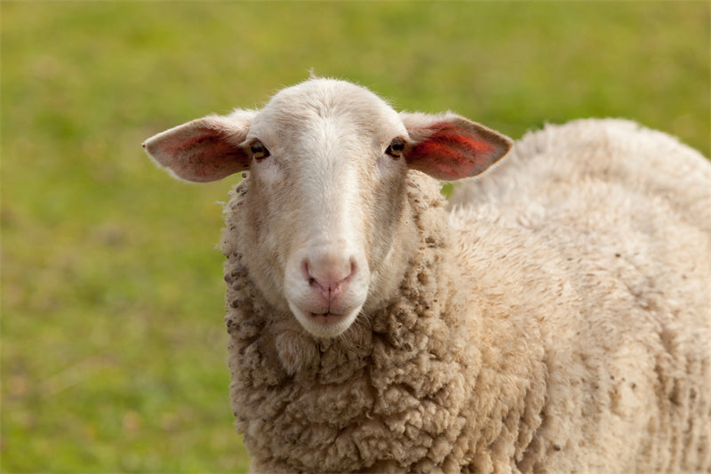 Farm Animal - Cow Sheep - Country Side  -  Png/PSD/JPG/ Free Download