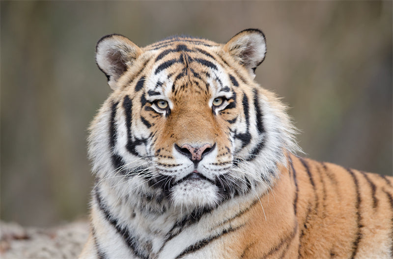 Fond d'écran Tigre - Photo d'arrière-plan - Gros plan - Portrait animalier - Téléchargement gratuit au format Png/PSD/JPG