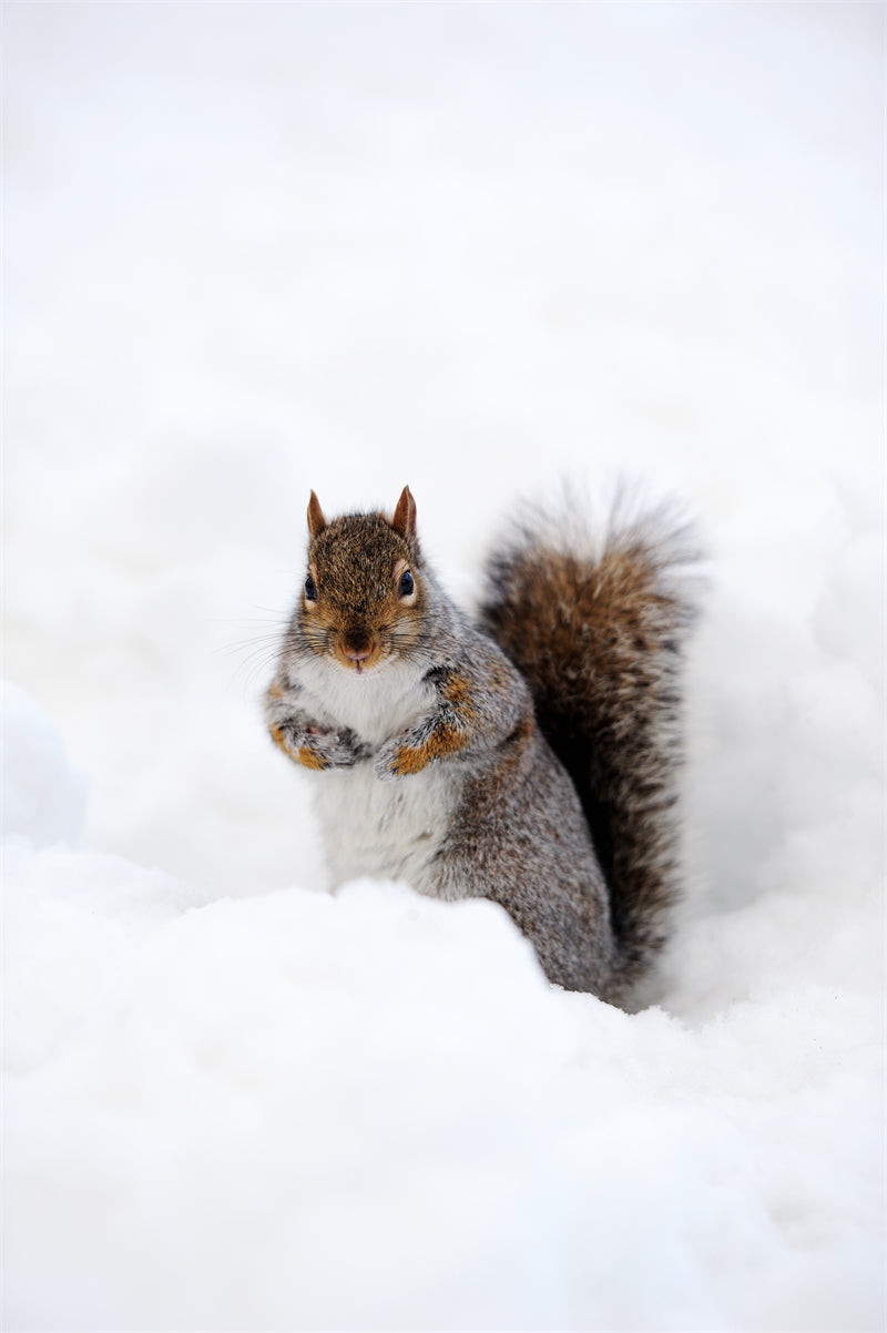 Squirrel photo- Wallpaper Background - Closeup - Portrait wildlife    -  Png/PSD/JPG/ Free Download