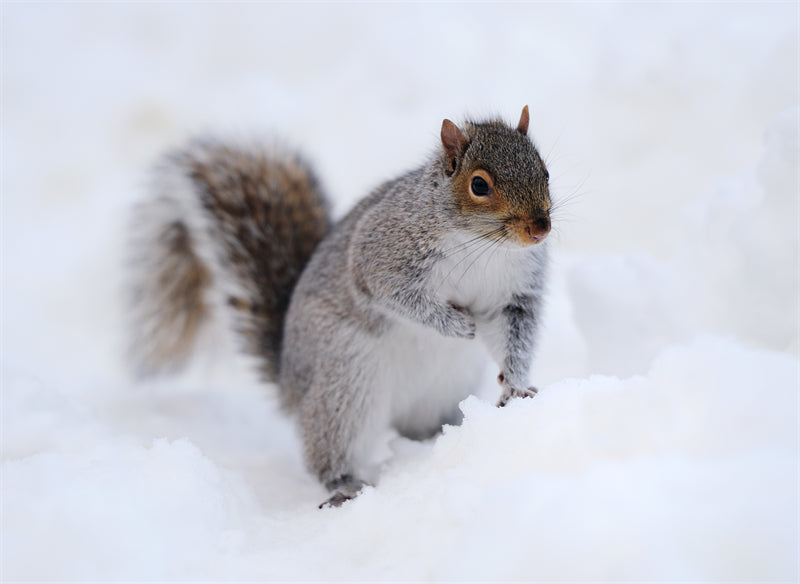 Squirrel photo- Wallpaper Background - Closeup - Portrait wildlife    -  Png/PSD/JPG/ Free Download
