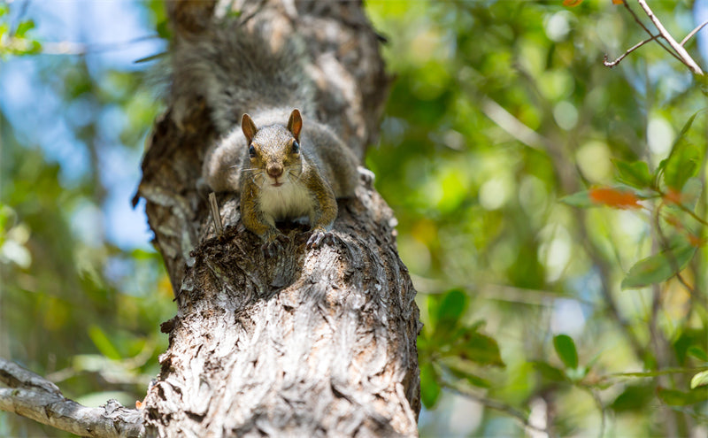 Squirrel photo- Wallpaper Background - Closeup - Portrait wildlife    -  Png/PSD/JPG/ Free Download