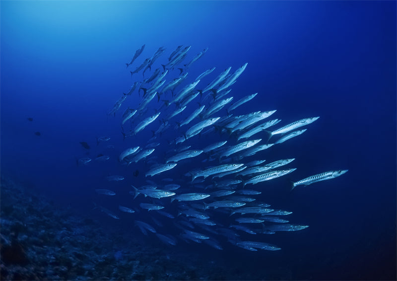 Groupe de poissons océaniens - Paysage sous-marin - Poissons océaniens du Pacifique - Téléchargement gratuit au format PNG/PSD/JPG