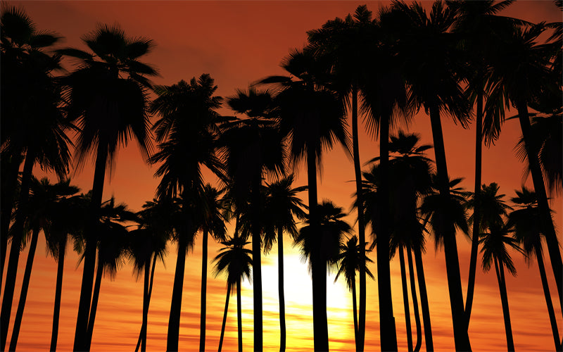 Seaside sunset at dawn - Palms tree silhouette -  Poster design background nature landscape - Png/PSD/JPG/ Free Download 