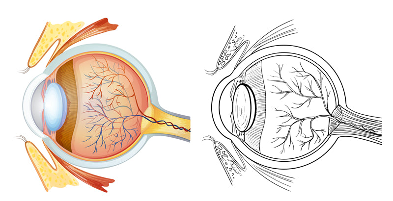 Handdraw Eye Ball Illustration - Vector -Logo Design -Flaming Eyes Balls   